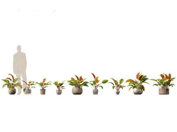 Chic Indoor Potted Plants Pack 27 - Image 17