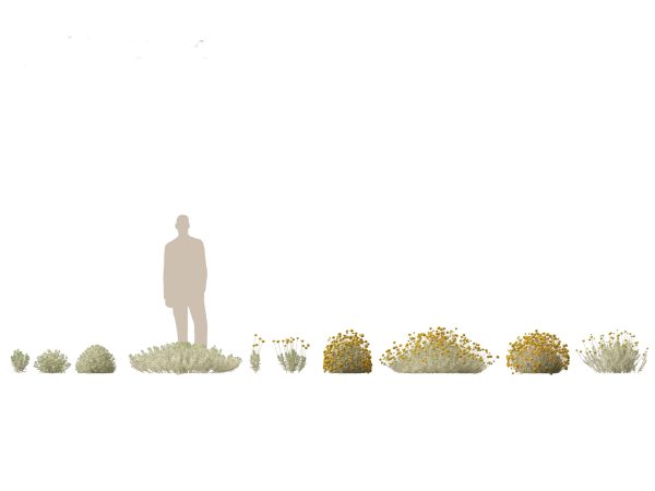 Mediterranean & Arid Plants Pack 44 - Image 8