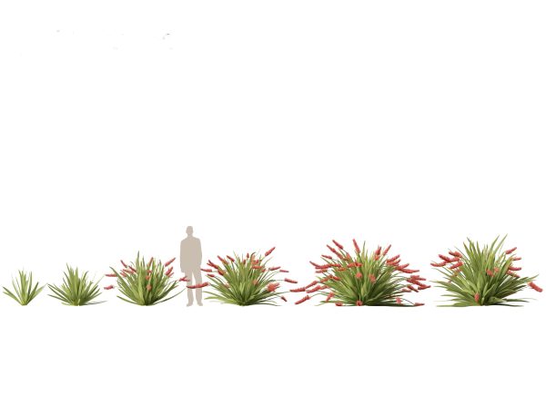 Mediterranean & Drought-Tolerant Pack 52 - Image 24