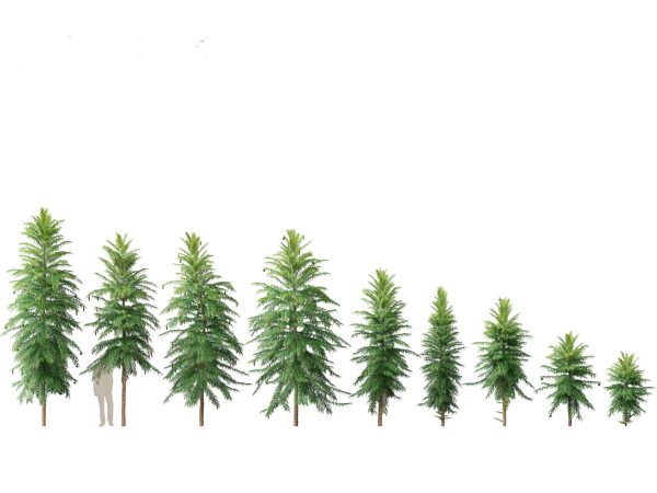 Tropical & Architectural Foliage Pack 51 - Image 8