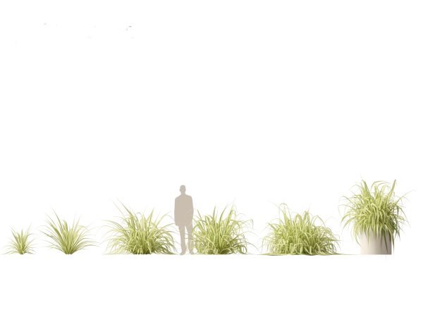 Tropical & Exotic Foliage Pack 49 - Image 11