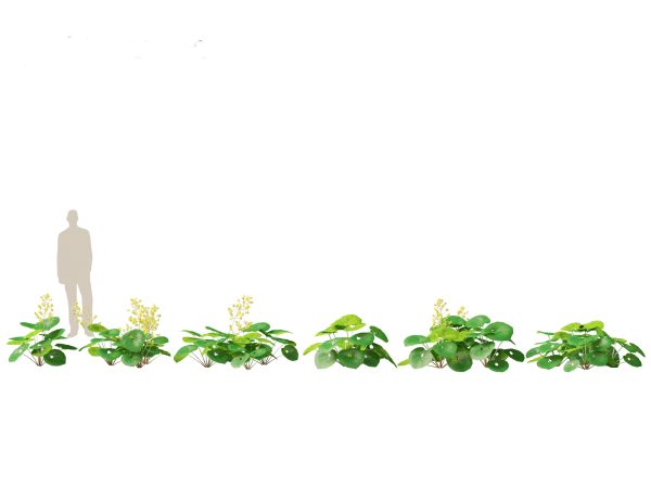Woodland & Shade Garden Pack 53 - Image 19