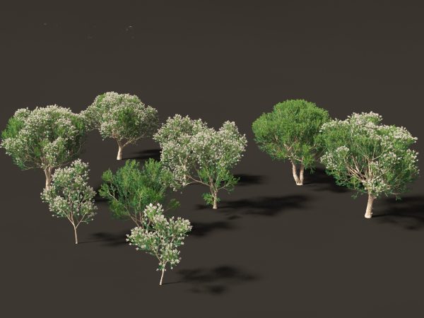 Australian Native Trees Pack 31 - Image 27