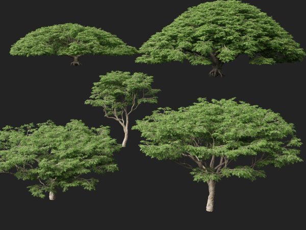 Samanea saman - Rain Tree - 3DGardenPlants