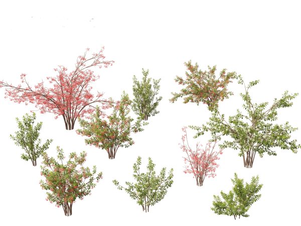 Flowering Garden Shrubs Pack 47 - Image 5