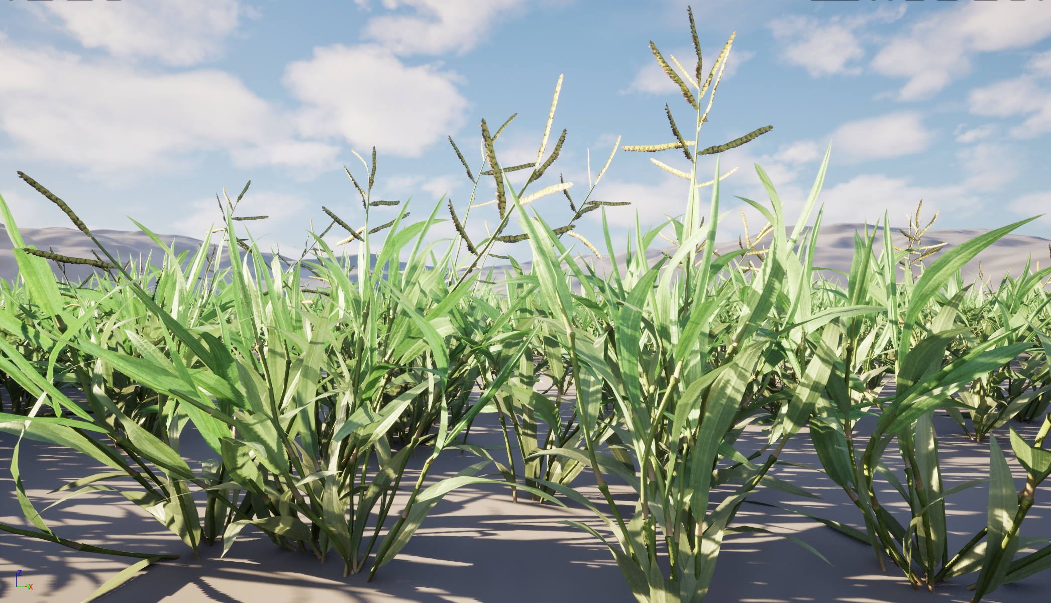 UE5 Nanite Wind Plants - Paspalum wettsteinii -Broadleaf