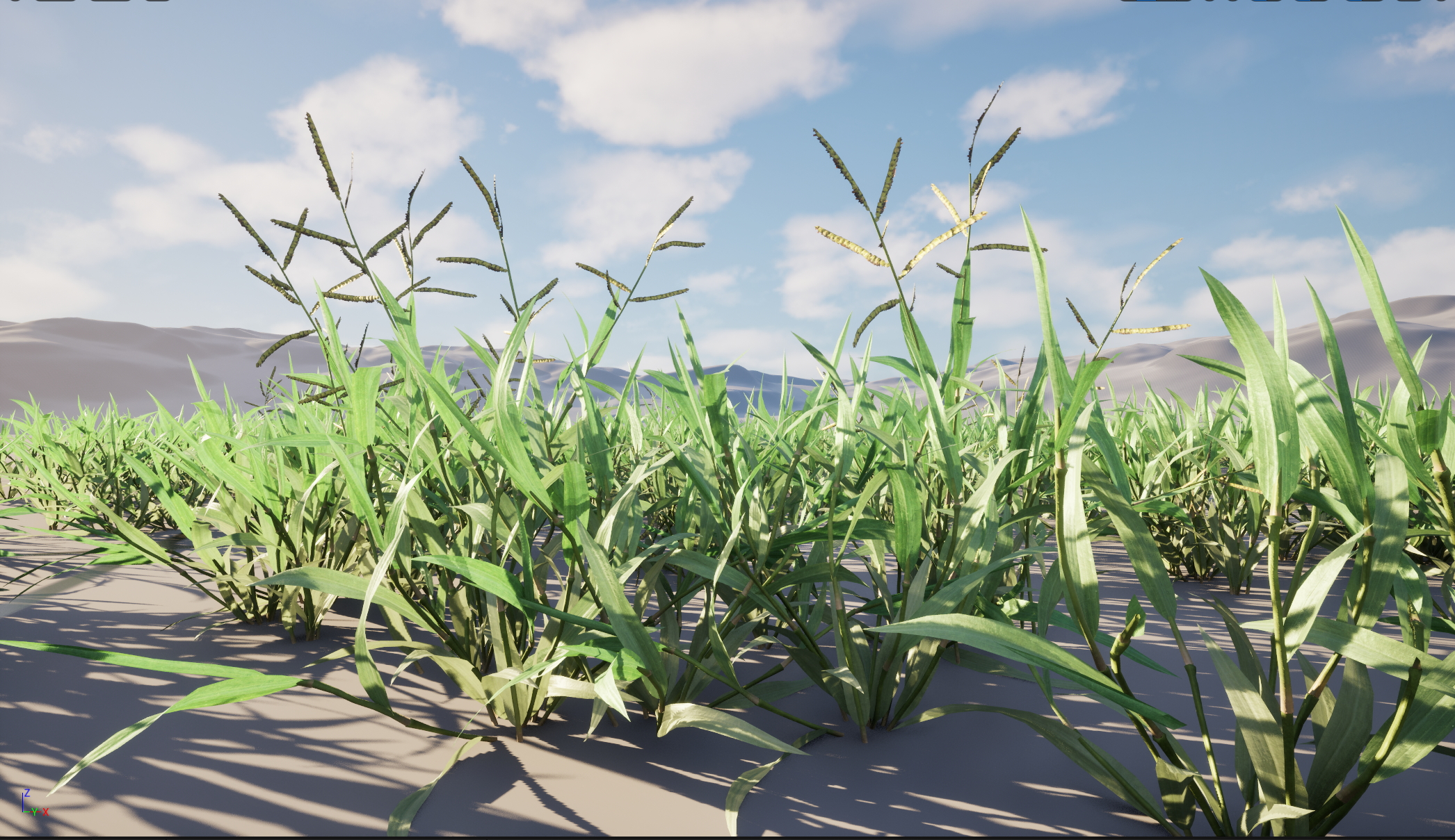 UE5 Nanite Wind Plants - Paspalum wettsteinii -Broadleaf - Image 2