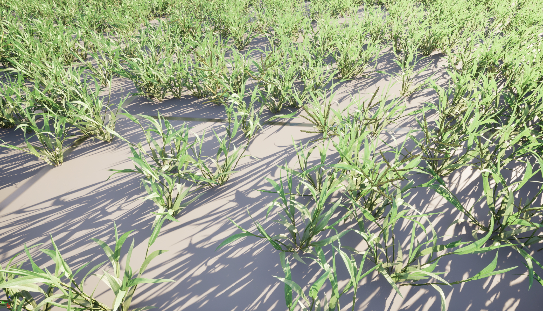 UE5 Nanite Wind Plants - Paspalum wettsteinii -Broadleaf - Image 5