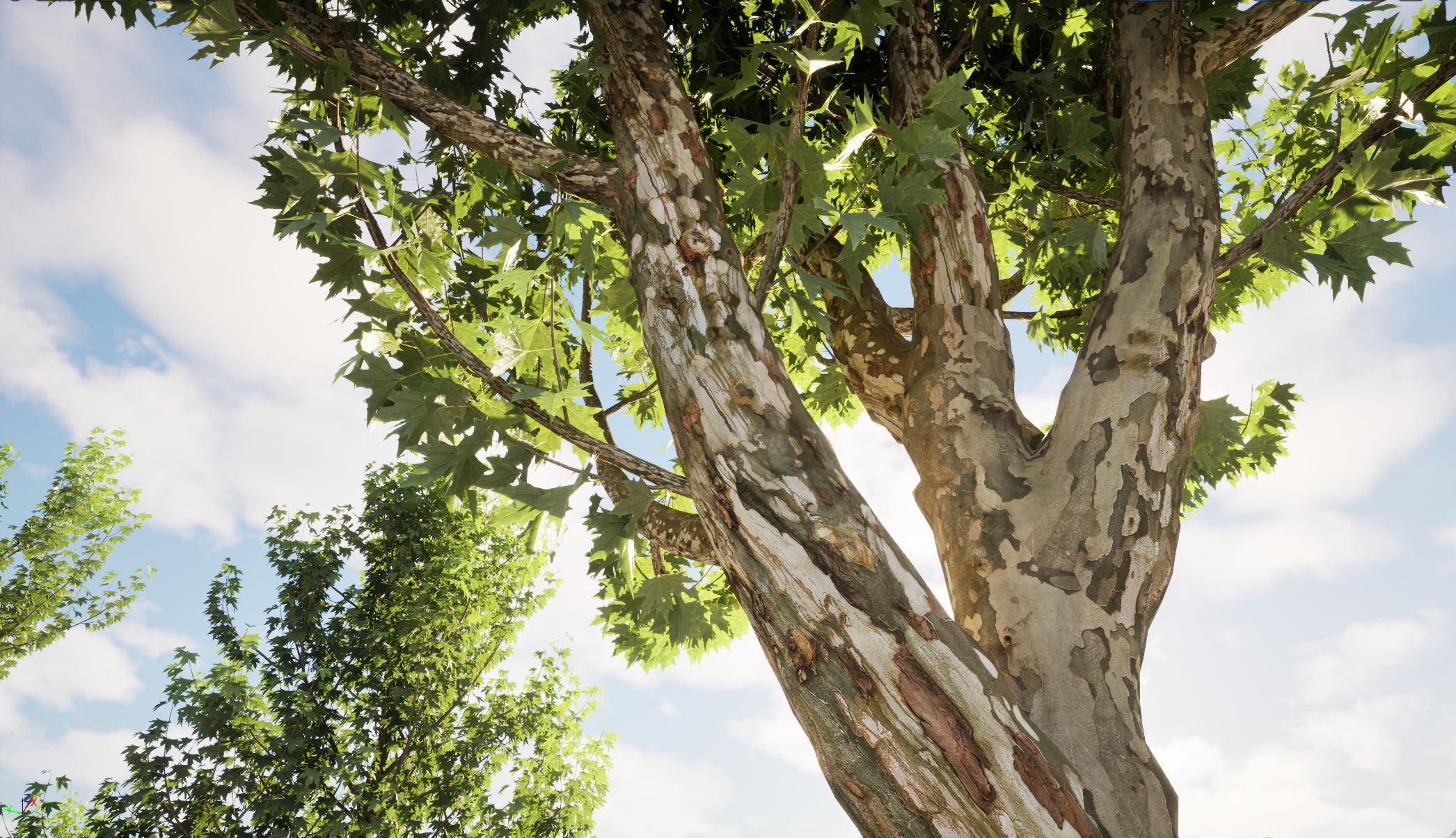 UE5 Wind Plants - Platanus orientalis – Oriental Plane (Nanite+Masked material) - Image 3