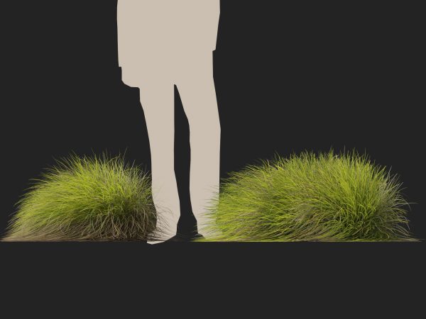 Lomandra confertifolia Little Con - Small Mat Rush 3D Model - Image 6