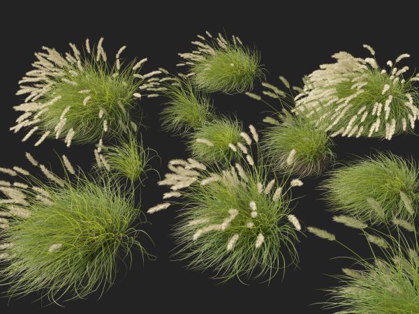 Pennisetum alopecuroides Pennstripe – Swamp Foxtail Grass 02 3D Model - Image 3
