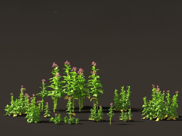 Flowering Perennials & Herbs Pack 42 - Image 18