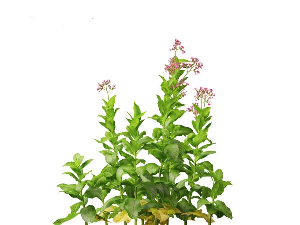 Flowering Perennials & Herbs Pack 42 - Image 19