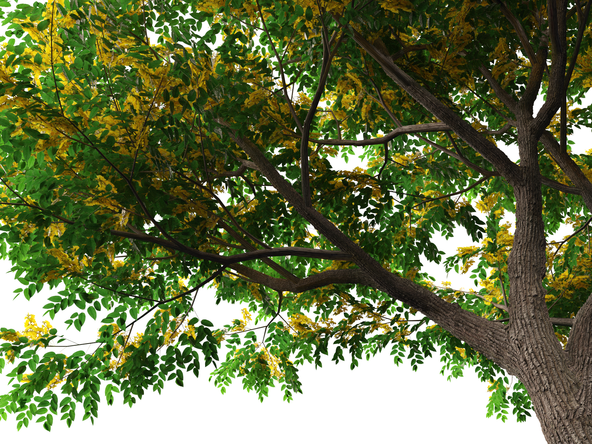 Pterocarpus macrocarpus - Burma Padauk - Image 3