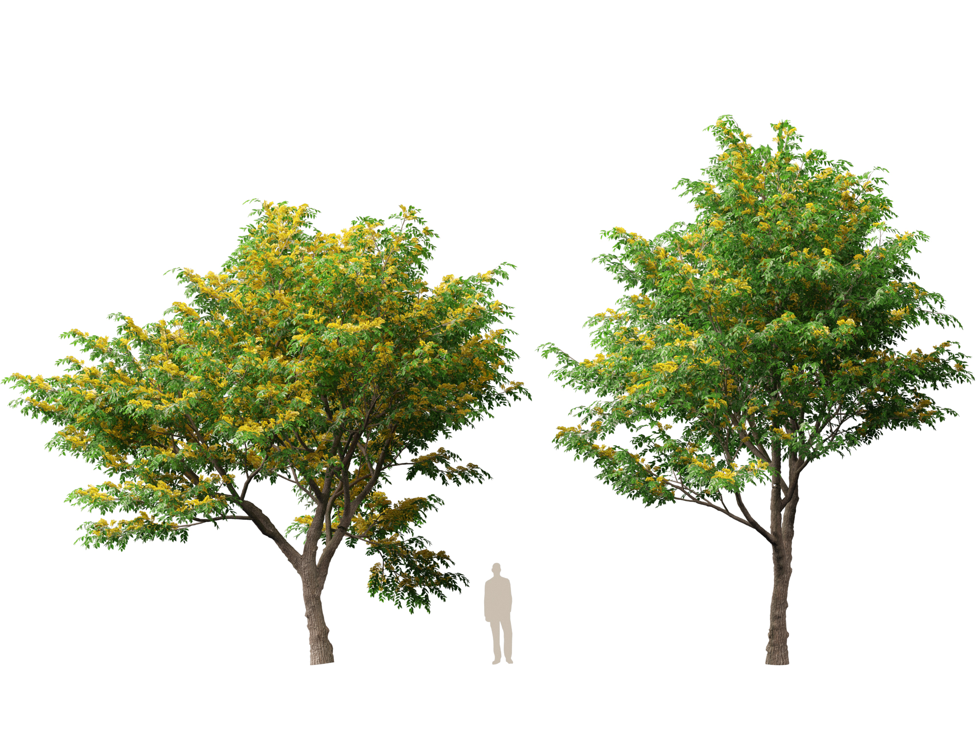 Pterocarpus macrocarpus - Burma Padauk - Image 8