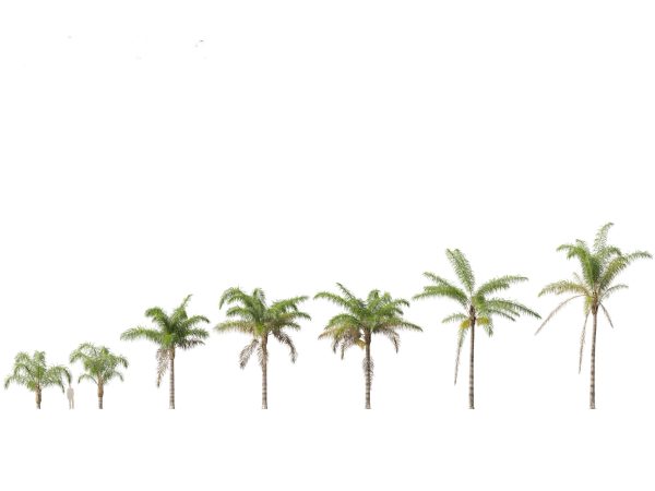 Tropical Giants & Blooms Pack 01 - Image 15