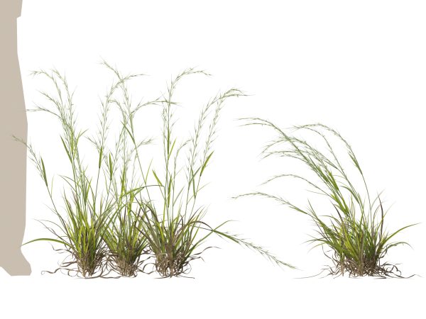 Microlaena stipoides - Weeping meadow grass 3D Model - Image 9