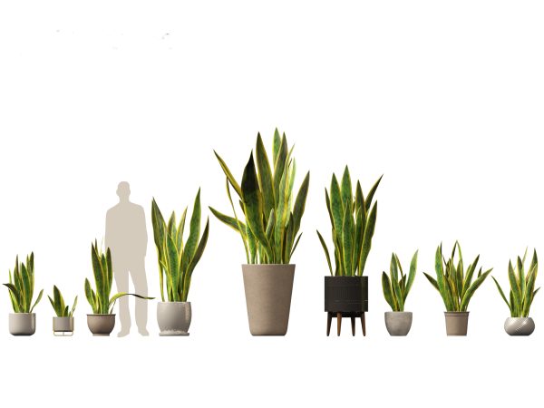 Large Potted Greenery Pack 40 - Image 19