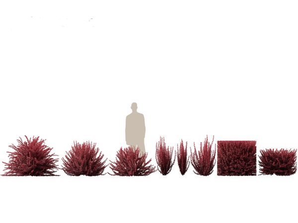 Hedge & Border Plants Pack 26 - Image 3