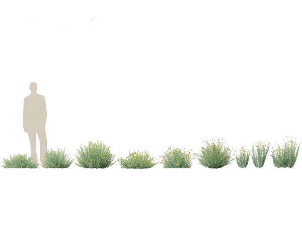 Mediterranean & Arid Plants Pack 44 - Image 6