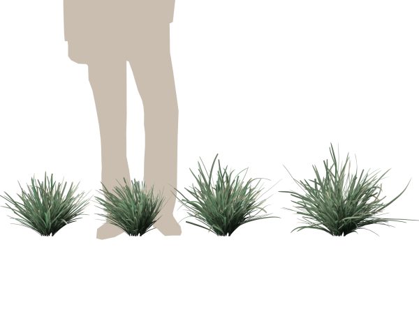 Lomandra filiformis Savanna Blue - Wattle Mat-Rush 3D Model - Image 7