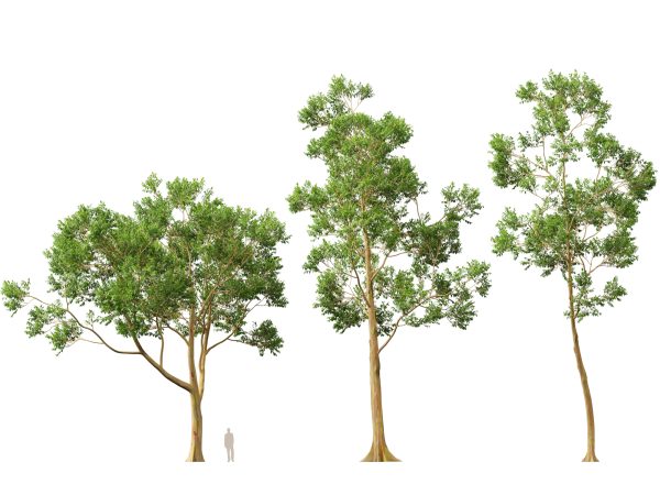 Eucalyptus deglupta - Rainbow Gum 3D Model - Image 12