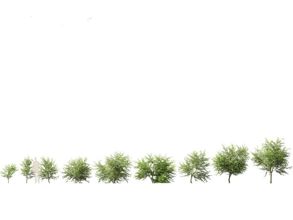 Flowering Shrubs & Blossoms Pack 04 - Image 8