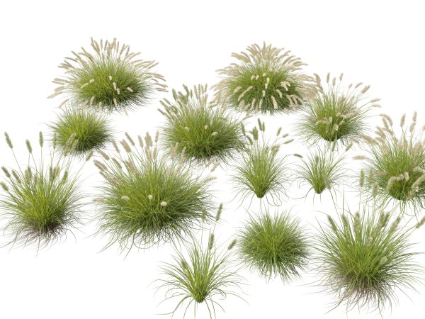 Decorative Ornamental Grasses Pack 29 - Image 14
