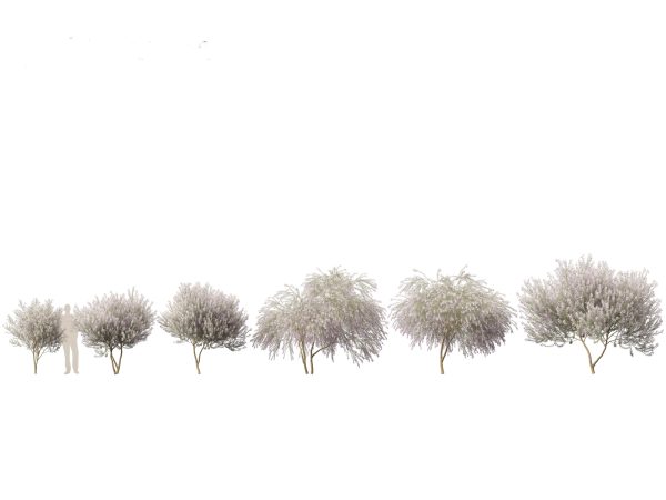 Mediterranean & Arid Plants Pack 44 - Image 27