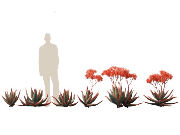 Arid & Savanna Trees Pack 24 - Image 4