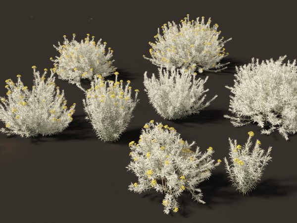 Mediterranean & Arid Plants Pack 44 - Image 18