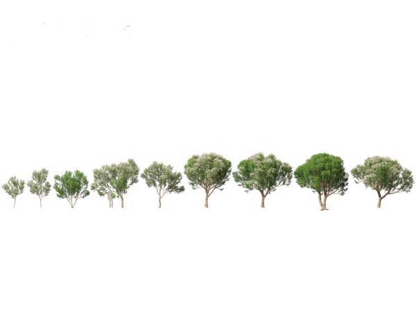 Australian Native Trees Pack 31 - Image 26
