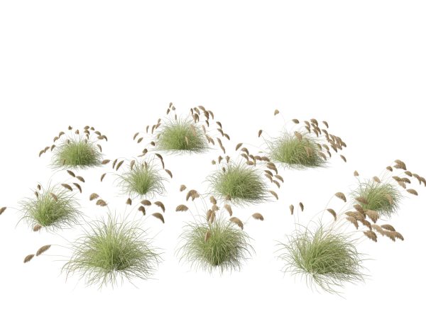 Ornamental Grasses & Groundcovers Pack 48 - Image 5