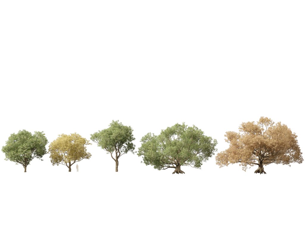 Small Broadleaf Tree European Broadleaf Trees Pack 17