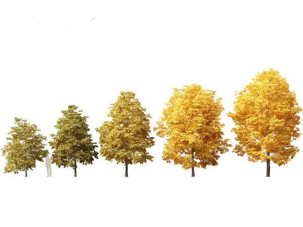 Autumn Colors Collection Pack 06 - Image 16