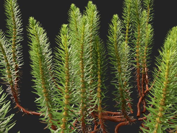 Hippuris vulgaris - Common mare's-tail 3D Model - Image 3