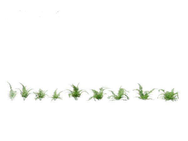 Shade Garden Plants Pack 08 - Image 13