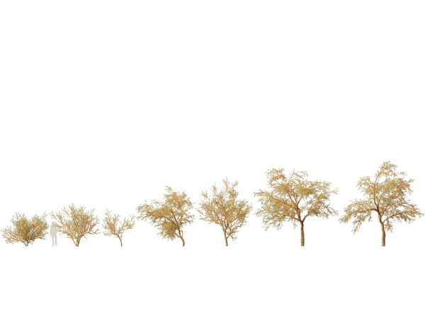 Flowering Garden Shrubs Pack 47 - Image 26