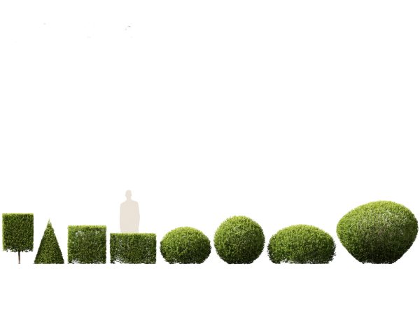 Mediterranean Garden Trees Pack 03 - Image 2