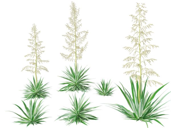 Tropical & Architectural Foliage Pack 51 - Image 17