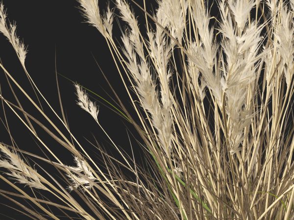 Rytidosperma caespitosum - Common Wallaby-grass 3D Model - Image 3