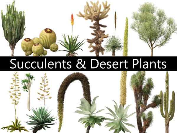 Succulents & Desert Plants Pack 07