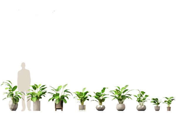 Decorative Indoor Plants Essentials Pack 41 - Image 14