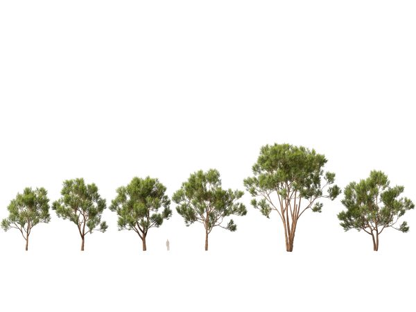 Tropical & Subtropical Trees Pack 46 - Image 8