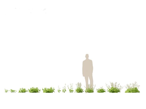 Garden Greenery Essentials Pack 39 - Image 4