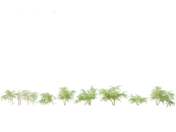 Flowering Perennials & Herbs Pack 42 - Image 5