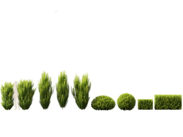 Evergreen Conifers Pack 05 - Image 15