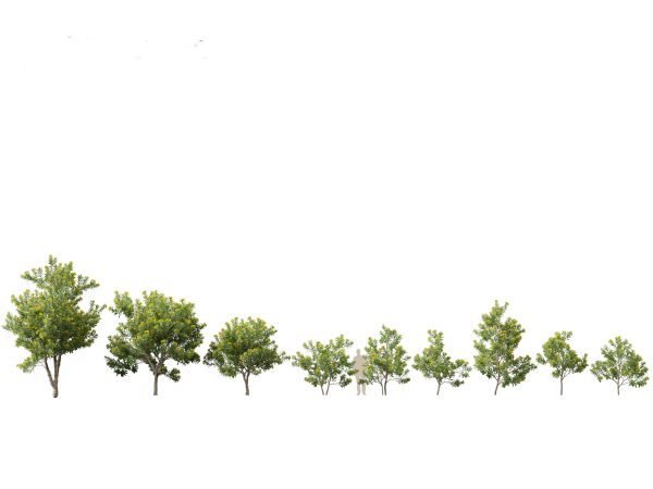 Australian Native Trees Pack 31 - Image 30