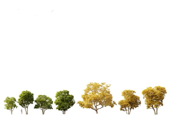 Temperate Flowering Shrubs & Trees Pack 54 - Image 10