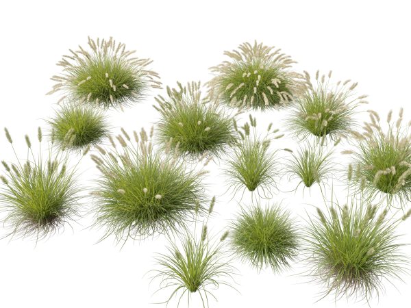 Pennisetum alopecuroides Pennstripe – Swamp Foxtail Grass 3D Model